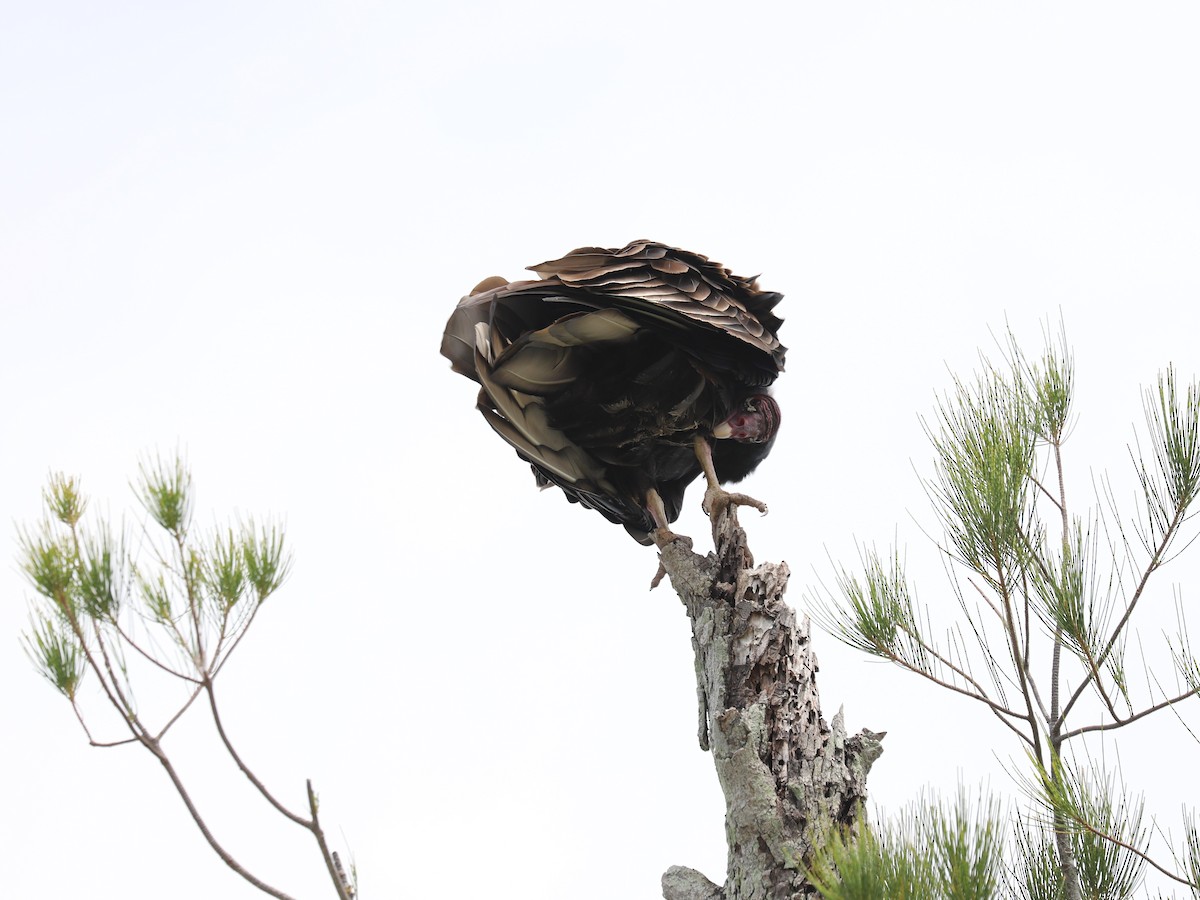 Turkey Vulture - Mary Harrell