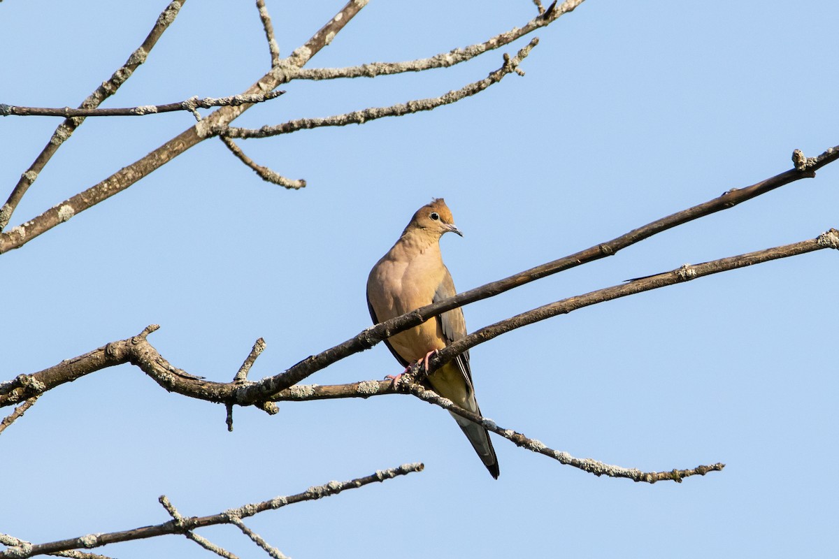 Mourning Dove - Lazar Cvijanovic