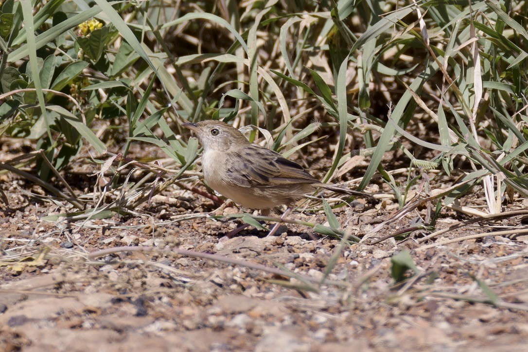 Cisticole du désert - ML622875995