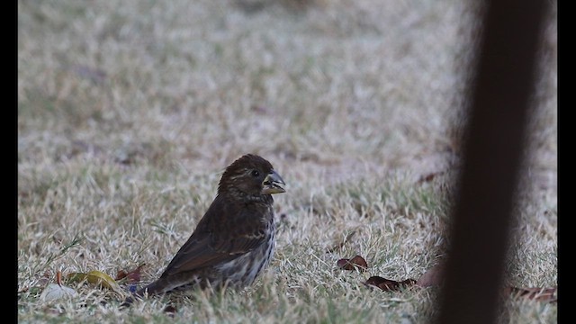 Grosbeak Weaver - ML622876000