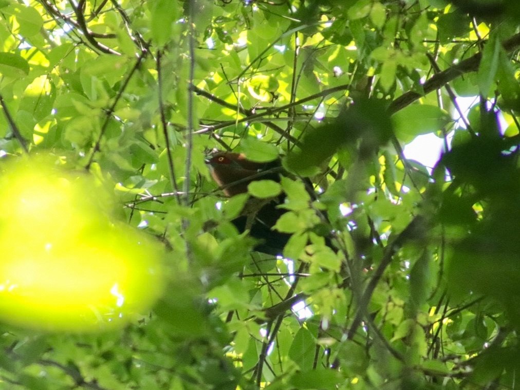 Chestnut-breasted Malkoha (Chestnut-breasted) - ML622876041