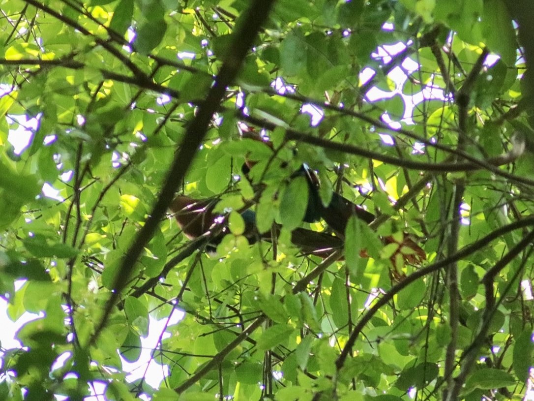 Chestnut-breasted Malkoha (Chestnut-breasted) - ML622876042