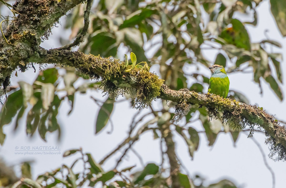 Grauer's Broadbill - ML622876087