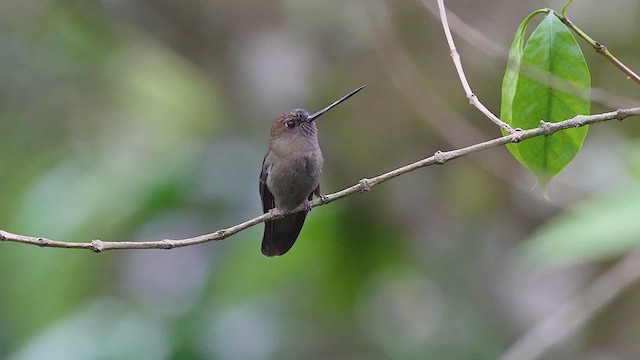 Green-fronted Lancebill - ML622876123