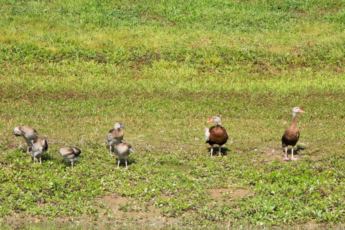 Black-bellied Whistling-Duck - ML622876132