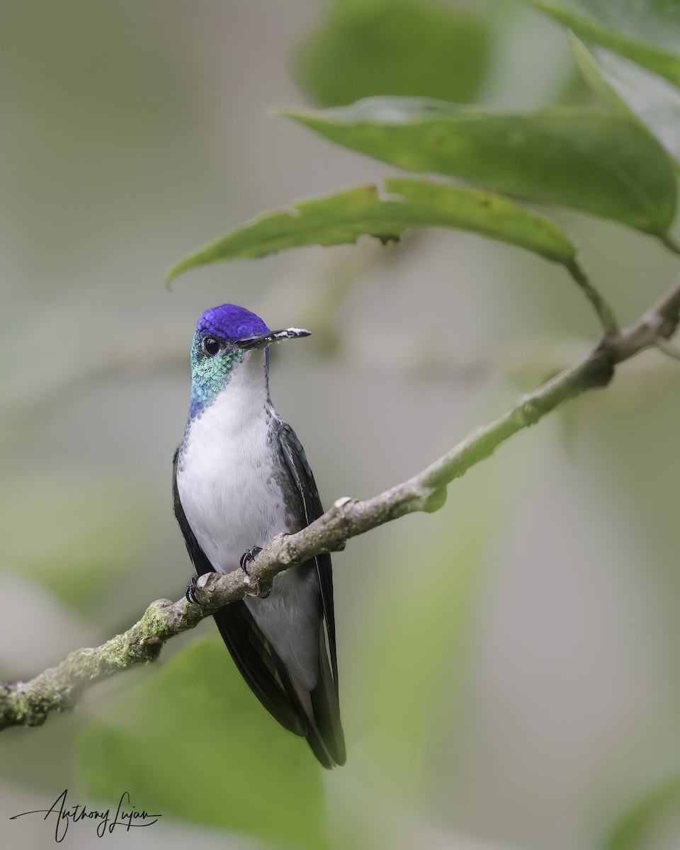 Andean Emerald - ML622876137