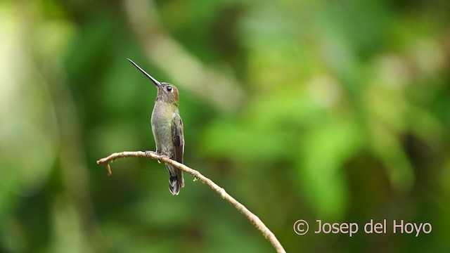 Green-fronted Lancebill - ML622876138