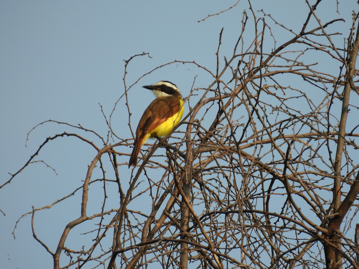 Great Kiskadee - ML622876152