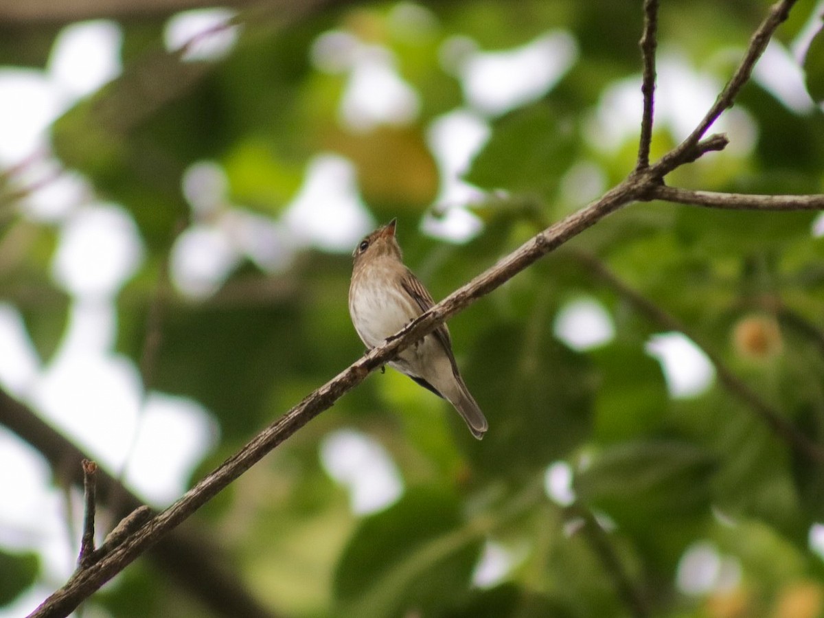 Asian Brown Flycatcher (Southern) - ML622876160