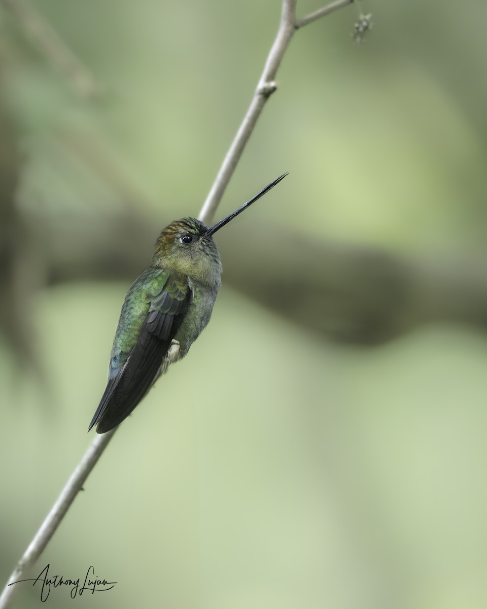 Green-fronted Lancebill - ML622876193