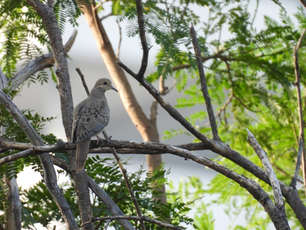 Mourning Dove - ML622876218