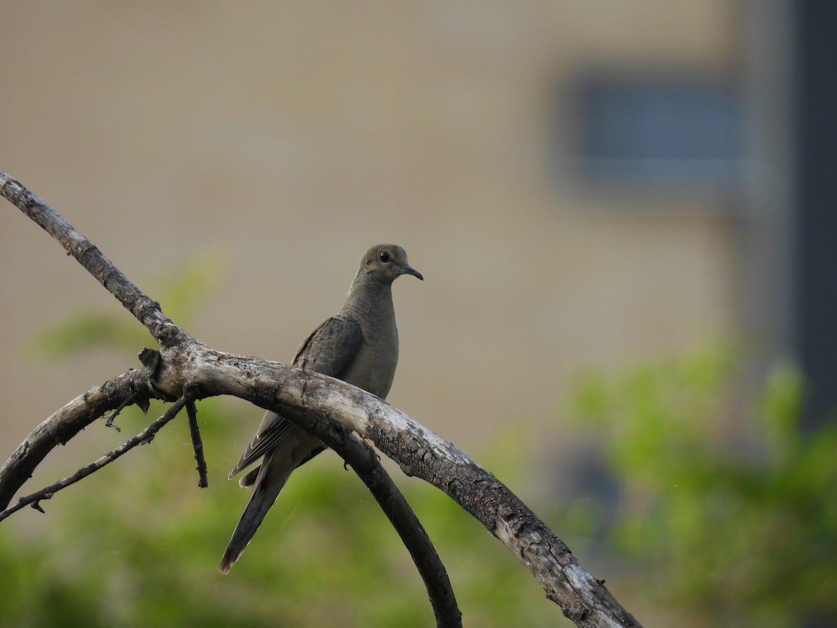 Mourning Dove - ML622876219