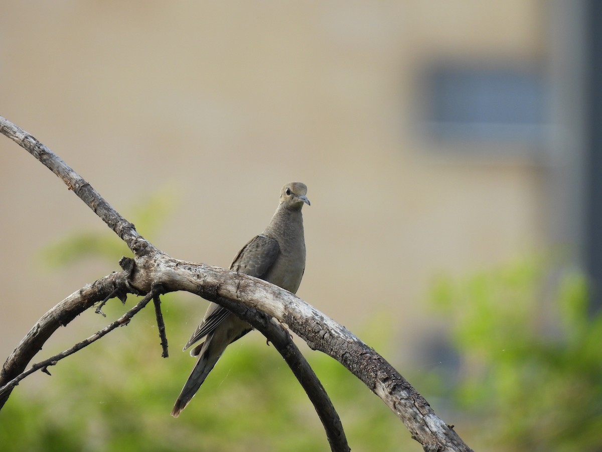 Mourning Dove - ML622876220