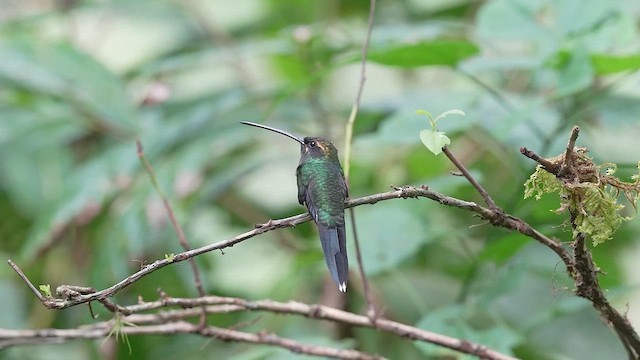 White-whiskered Hermit - ML622876230