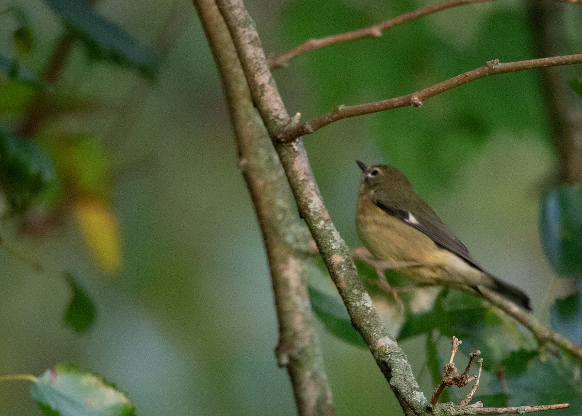Black-throated Blue Warbler - ML622876285