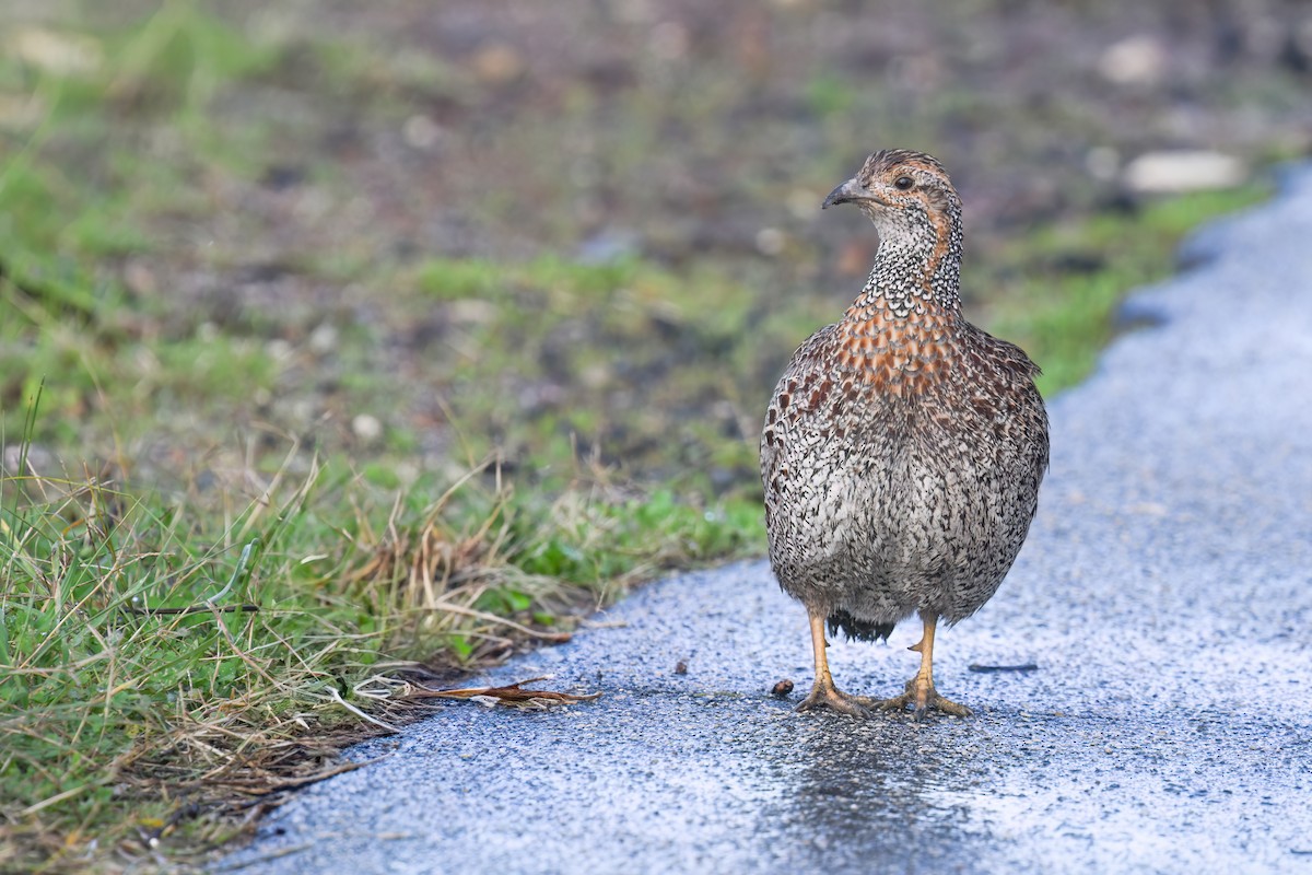 Gray-winged Francolin - ML622876314