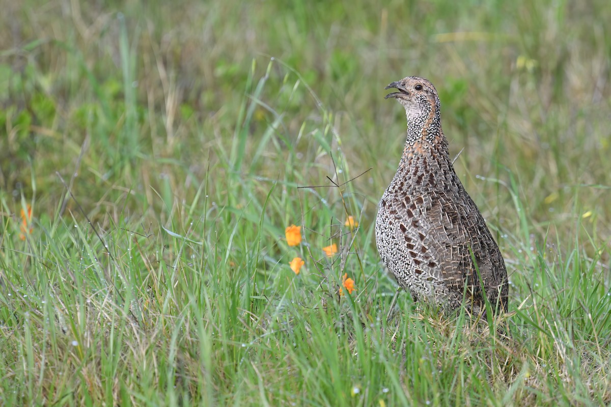 Gray-winged Francolin - ML622876317