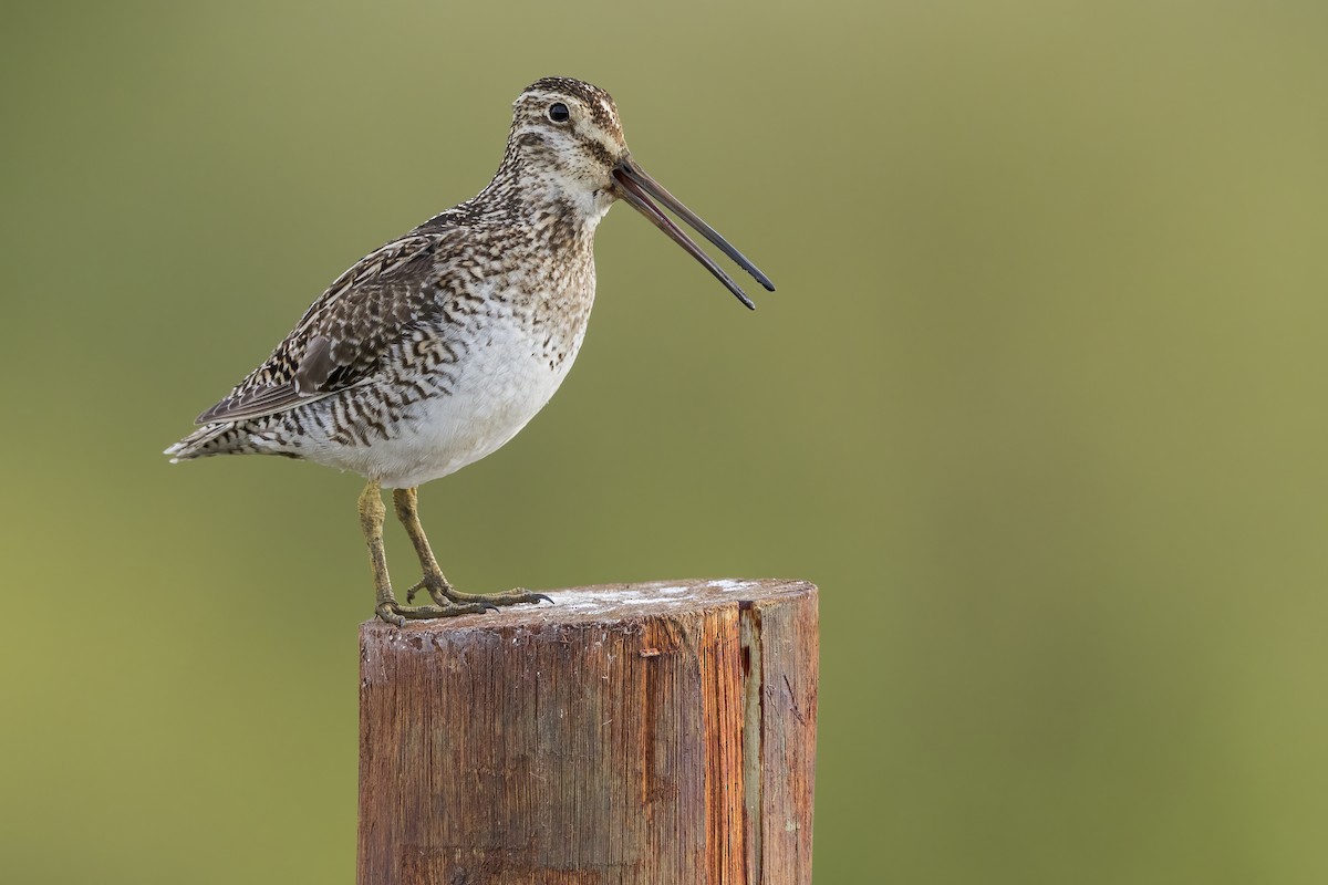 Magellanic Snipe - ML622876332