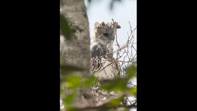 Harpy Eagle - ML622876348