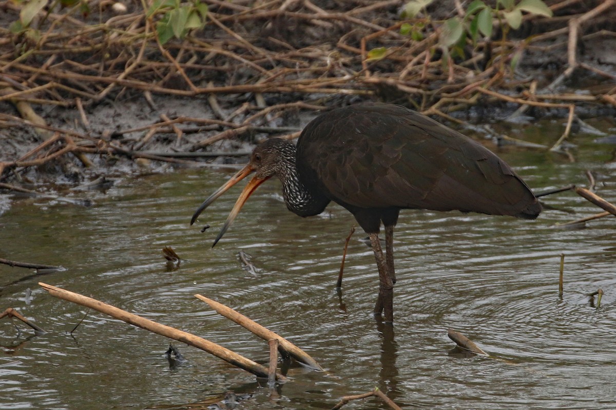 Limpkin (Brown-backed) - ML622876350