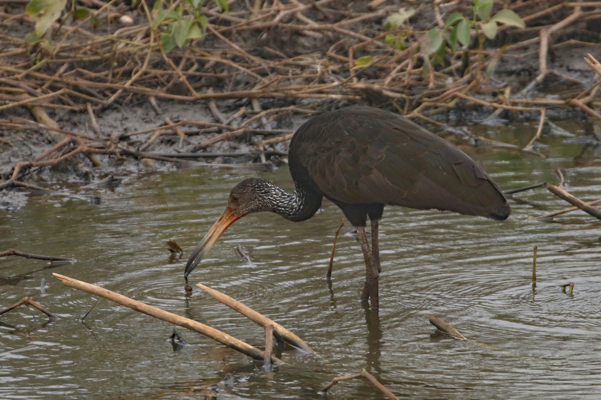 Limpkin (Brown-backed) - ML622876351