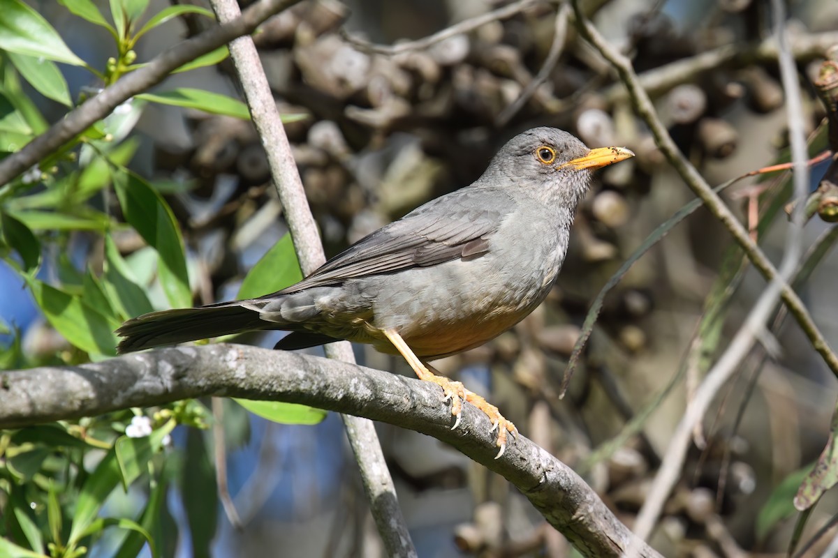 Karoo Thrush - ML622876361