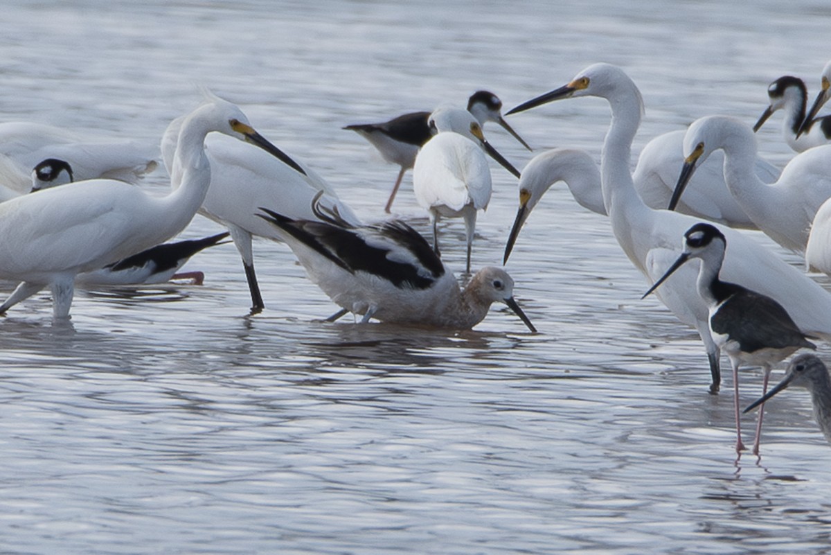 American Avocet - Denny Swaby