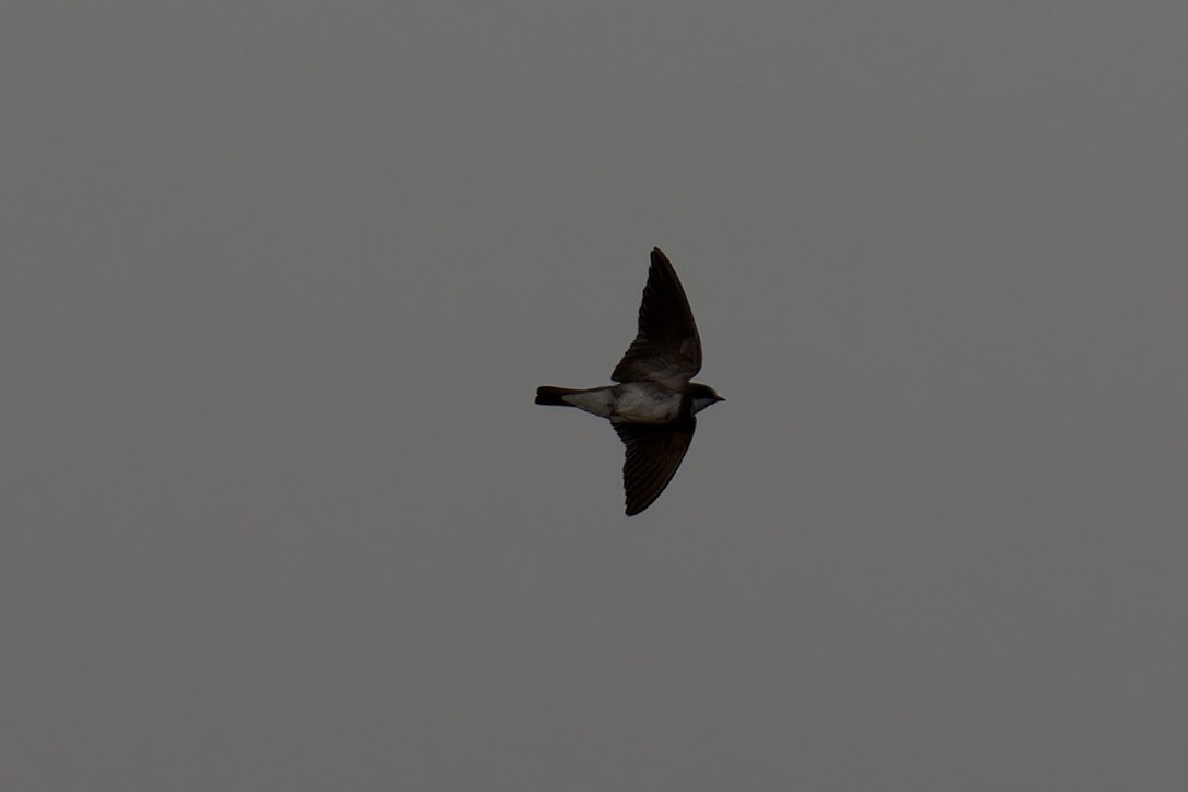 Banded Martin - ML622876383