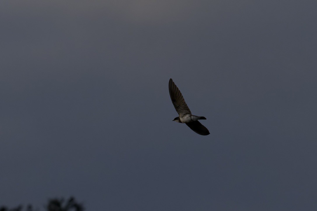 Banded Martin - ML622876384