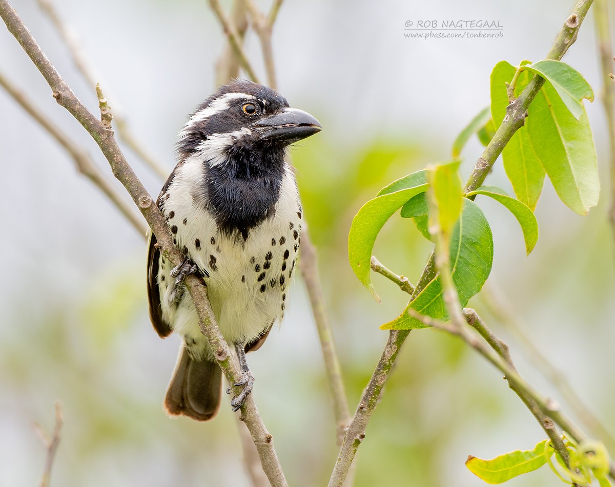 Spot-flanked Barbet - Rob Nagtegaal