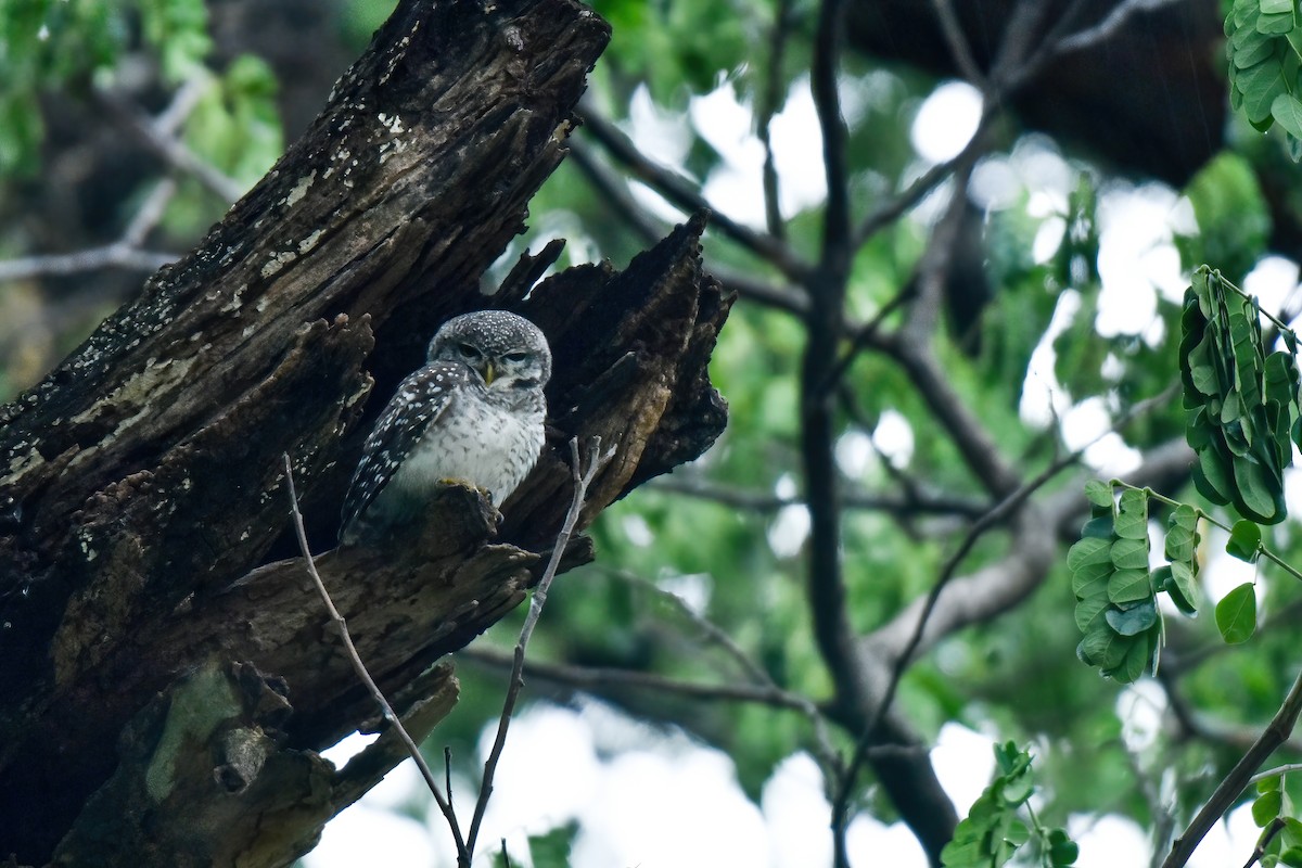 Spotted Owlet - Thitiphon Wongkalasin