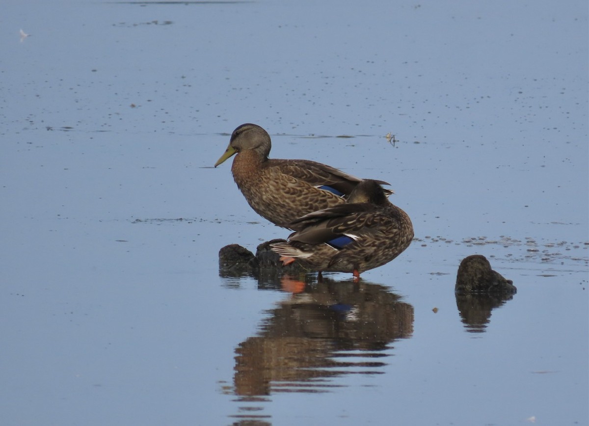 Mallard - Emily Dunning