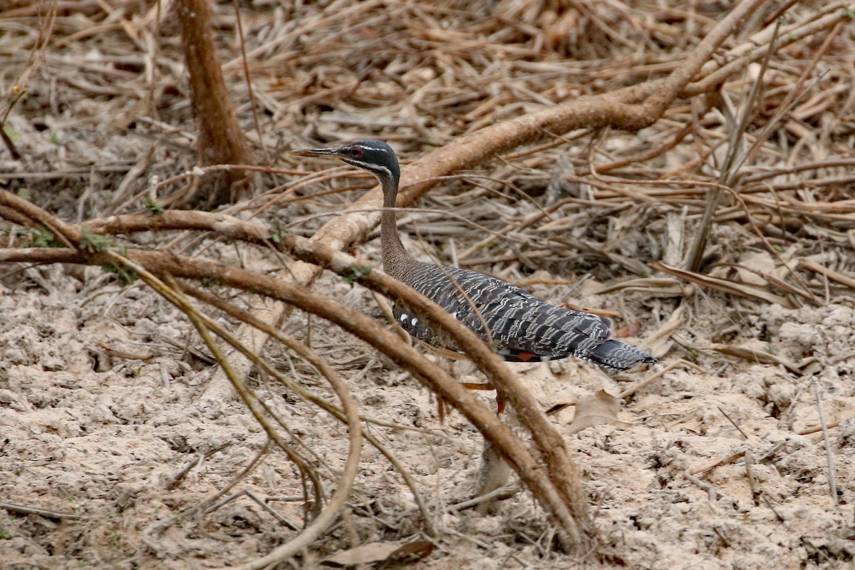 Sunbittern - Dave Beeke