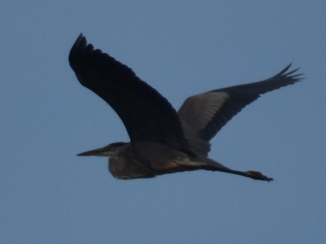 Great Blue Heron - Tom Marvel