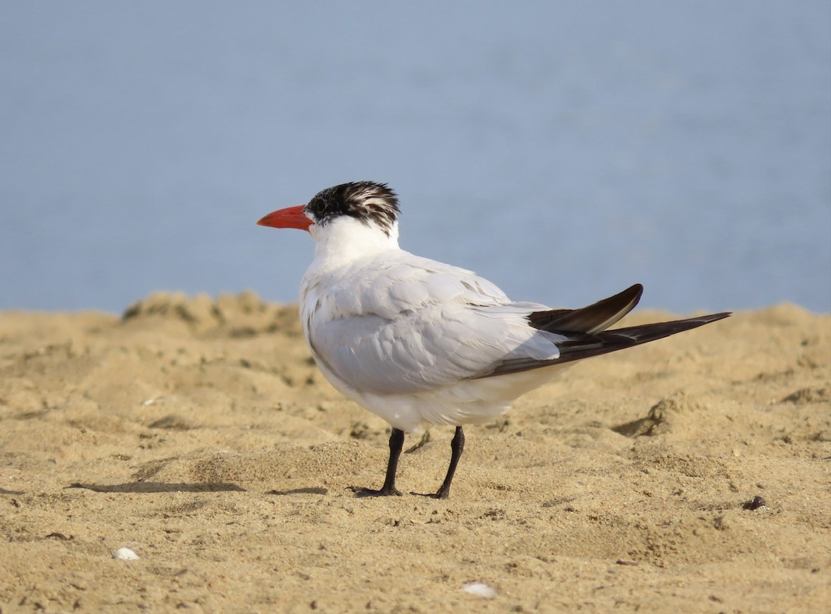 Caspian Tern - ML622876496