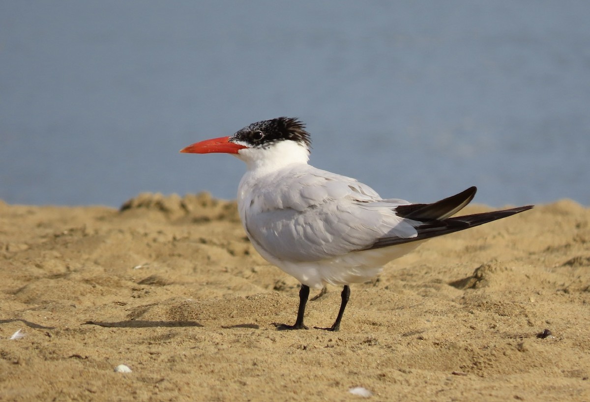 Caspian Tern - ML622876497