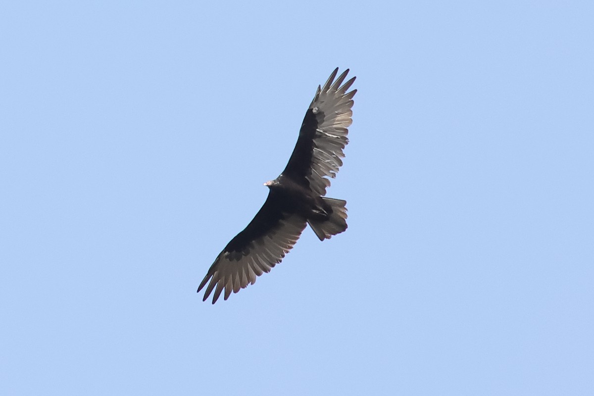 Turkey Vulture - ML622876506