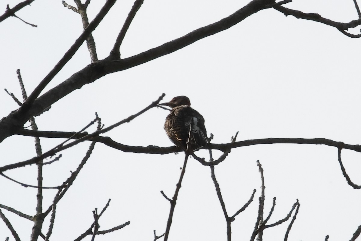 Northern Flicker - ML622876514
