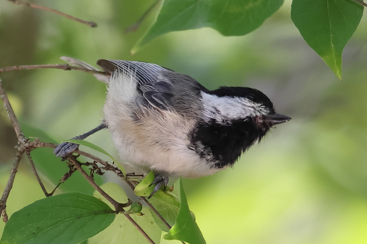 Carolina Chickadee - ML622876518