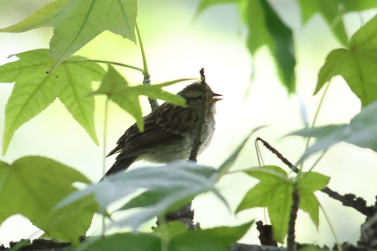 Chipping Sparrow - ML622876523