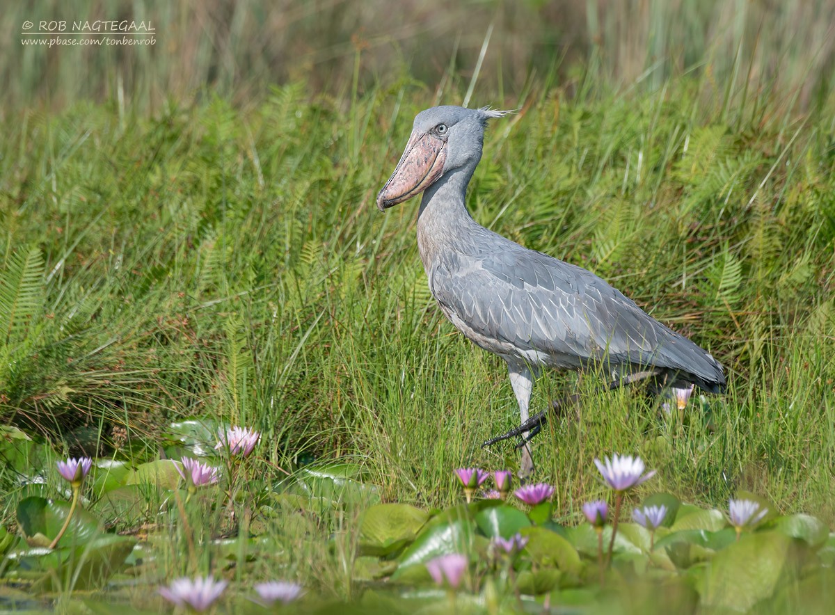 Shoebill - Rob Nagtegaal