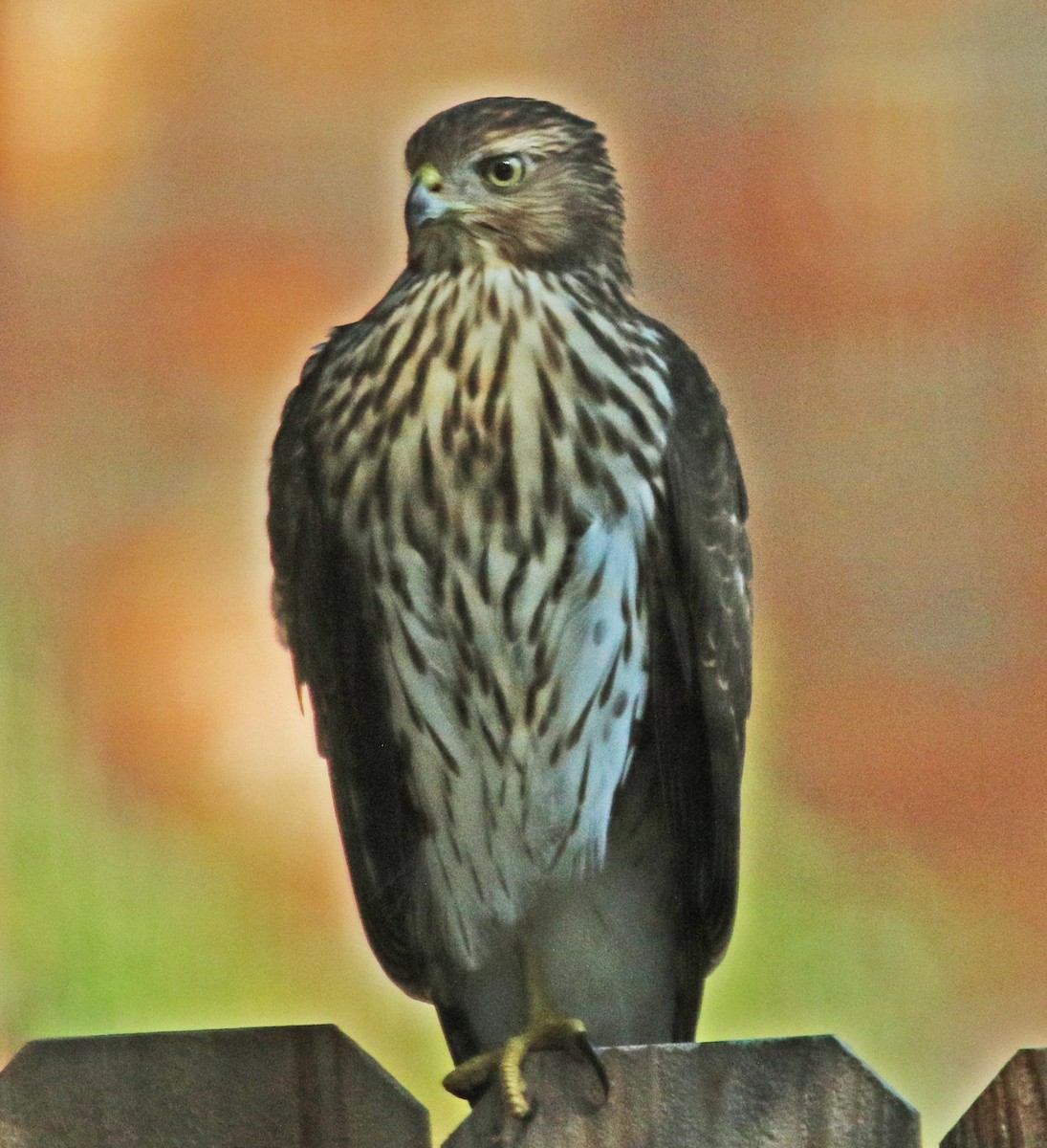 Cooper's Hawk - ML622876766