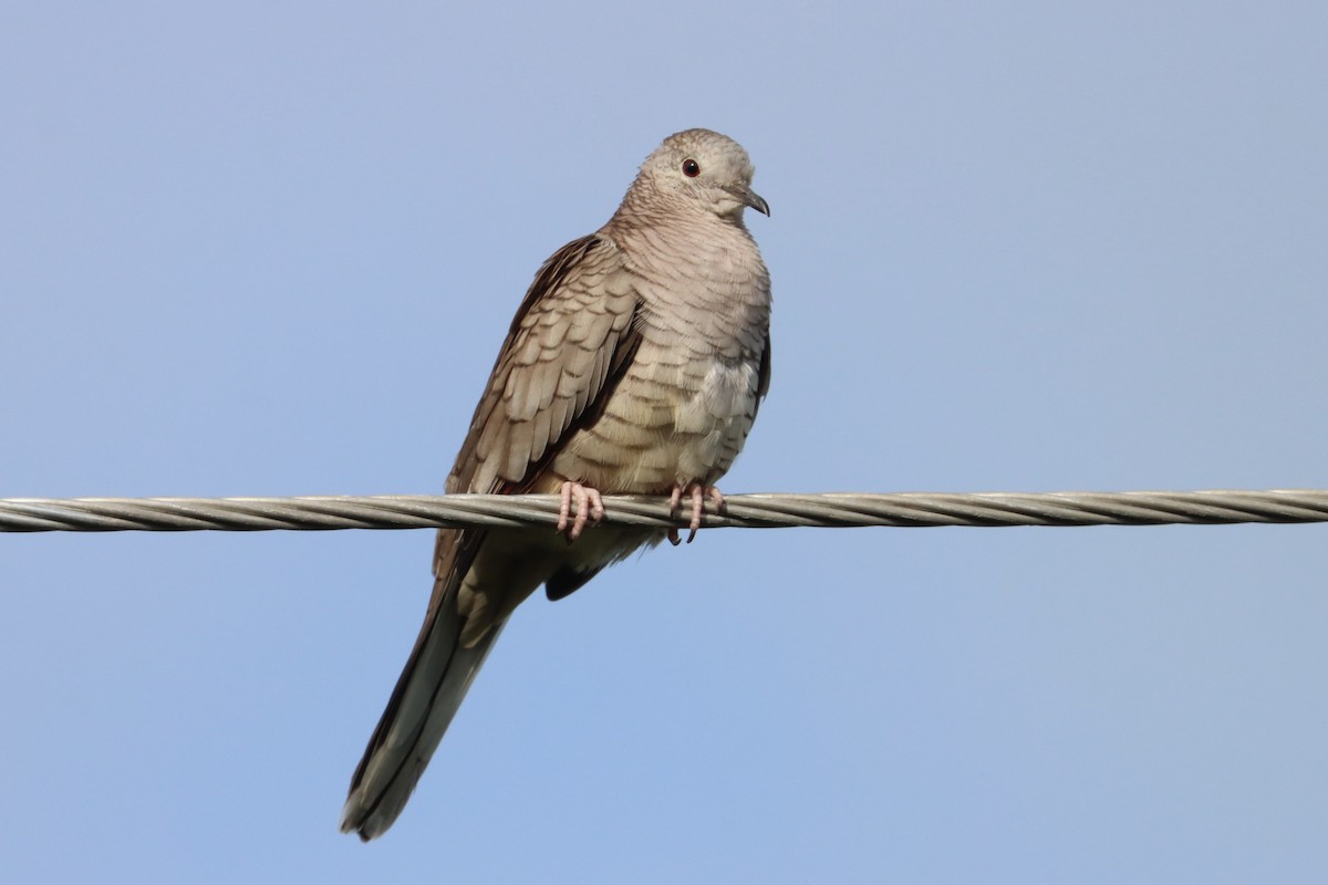 Inca Dove - ML622876774