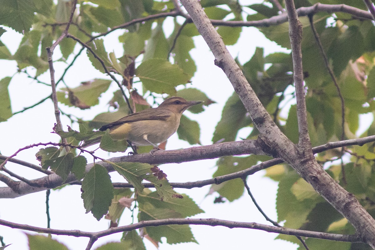Black-whiskered Vireo - ML622876775