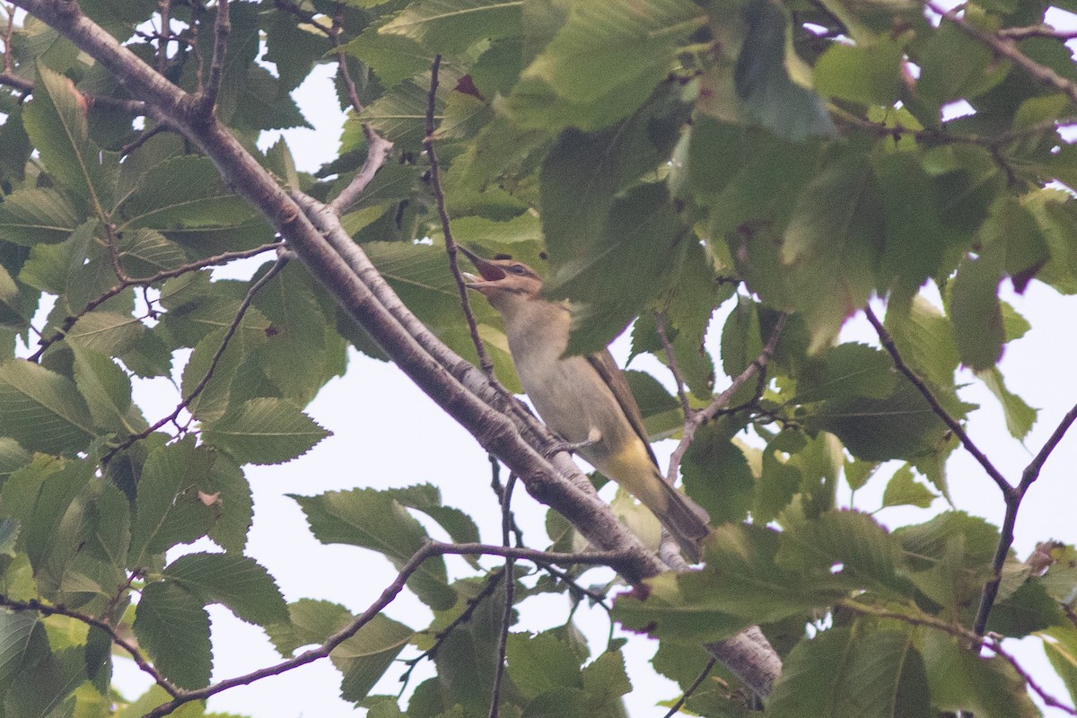 Black-whiskered Vireo - ML622876778