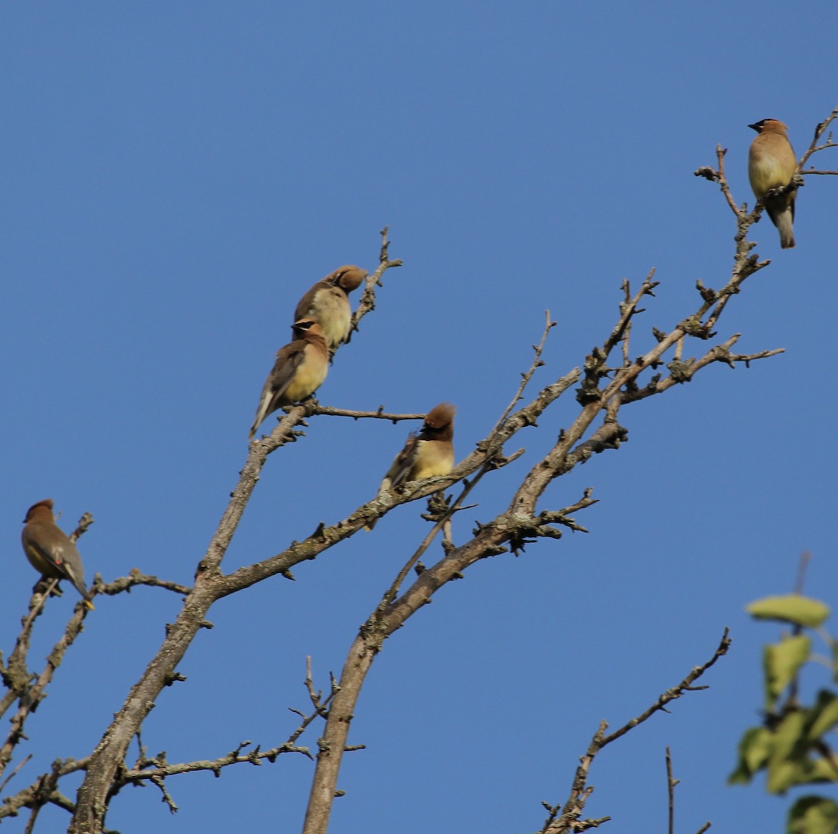 Cedar Waxwing - tim klimowski