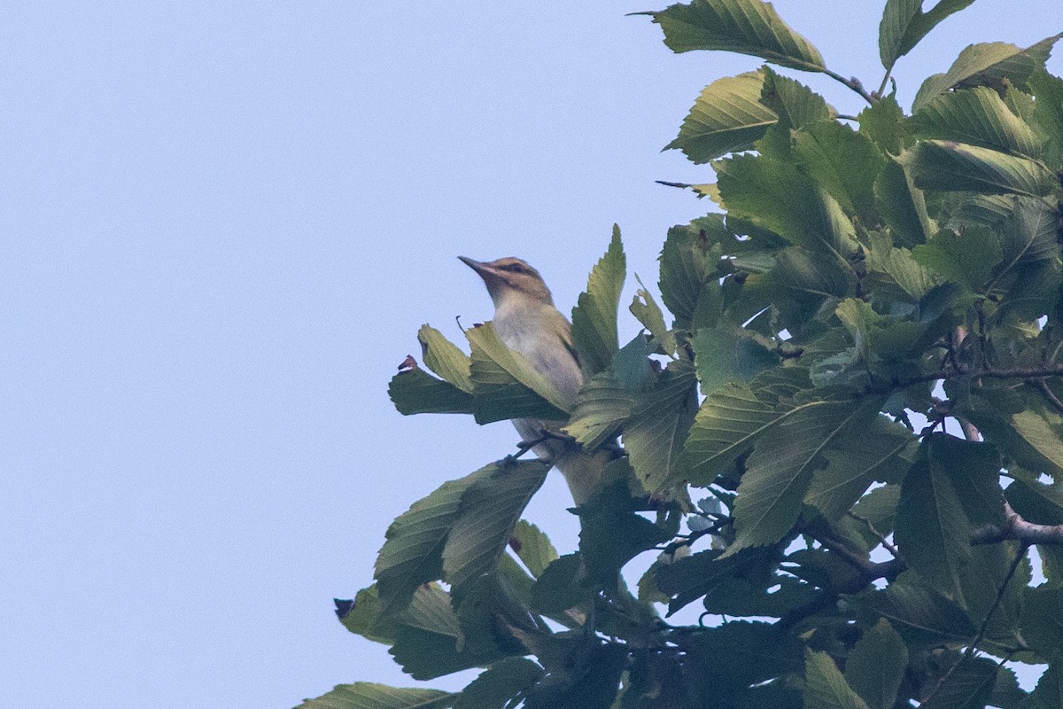 Black-whiskered Vireo - ML622876788