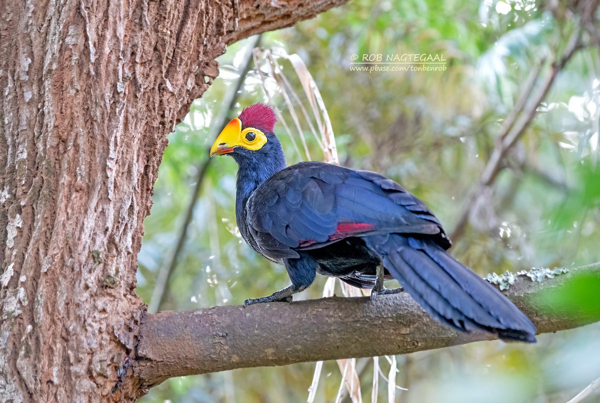 Ross's Turaco - ML622876811