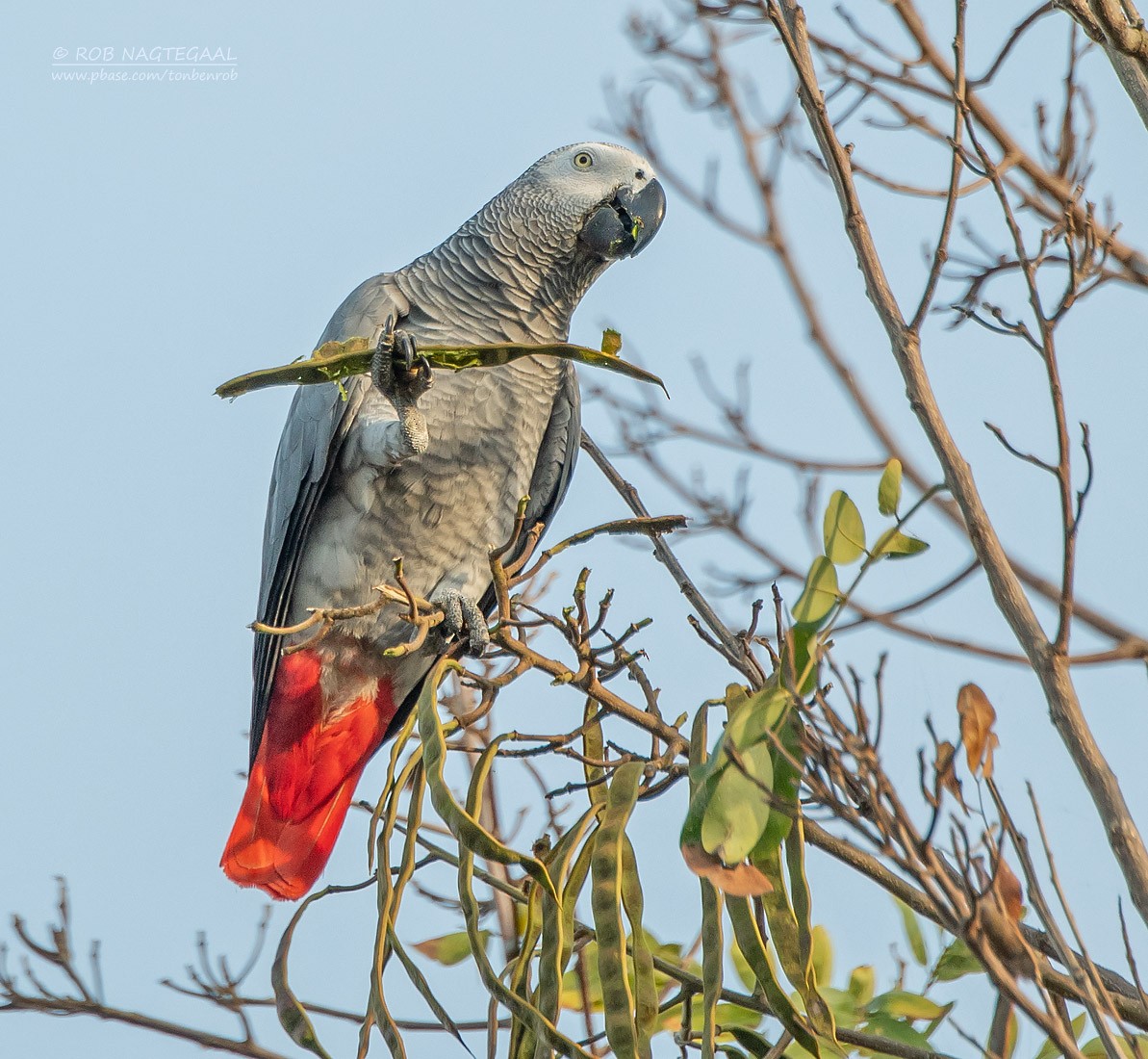 Gray Parrot (Gray) - ML622876812