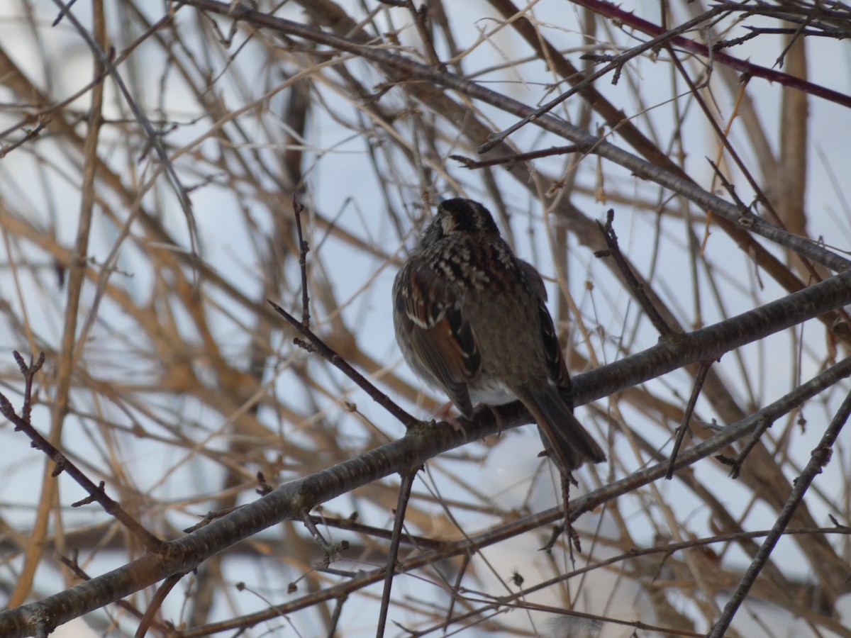 White-throated Sparrow - ML622876854